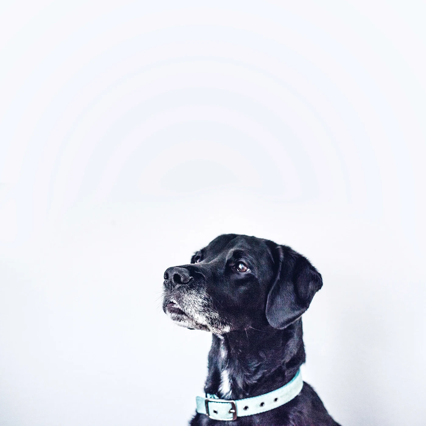 Digipets branding and digital design — project image 5 of 15